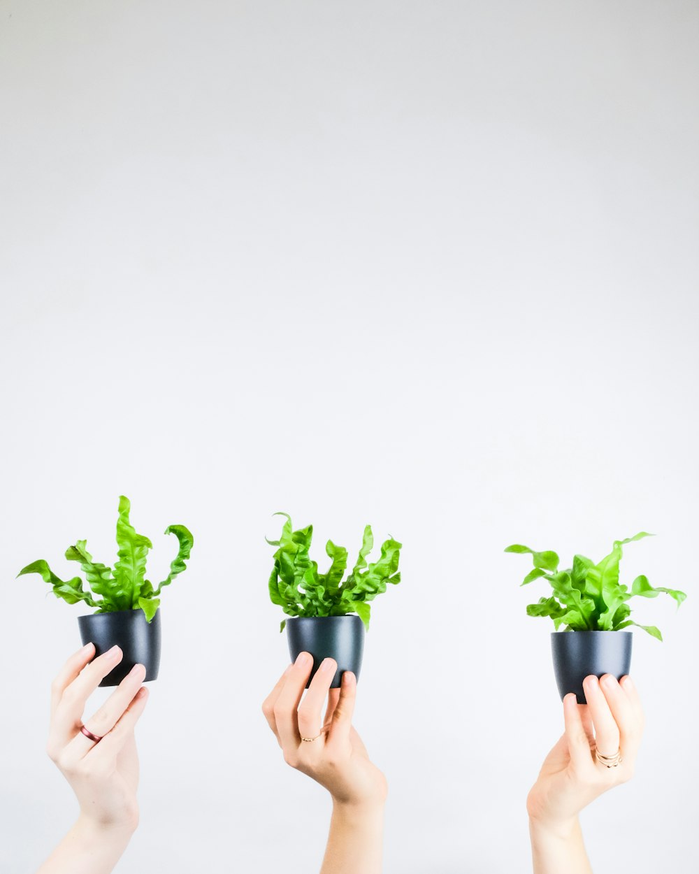 person holding green plant on white background