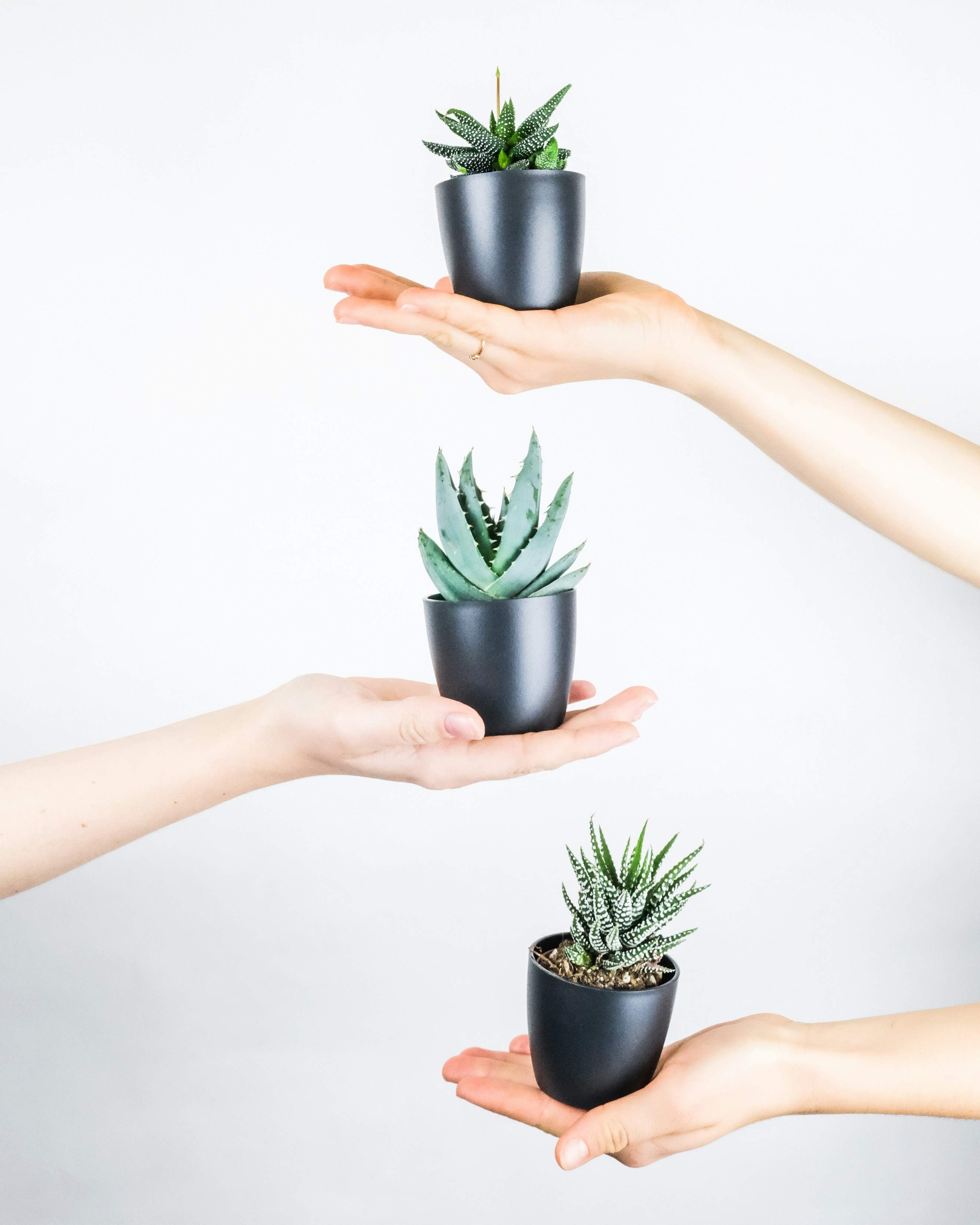 Photo by feeypflanzen