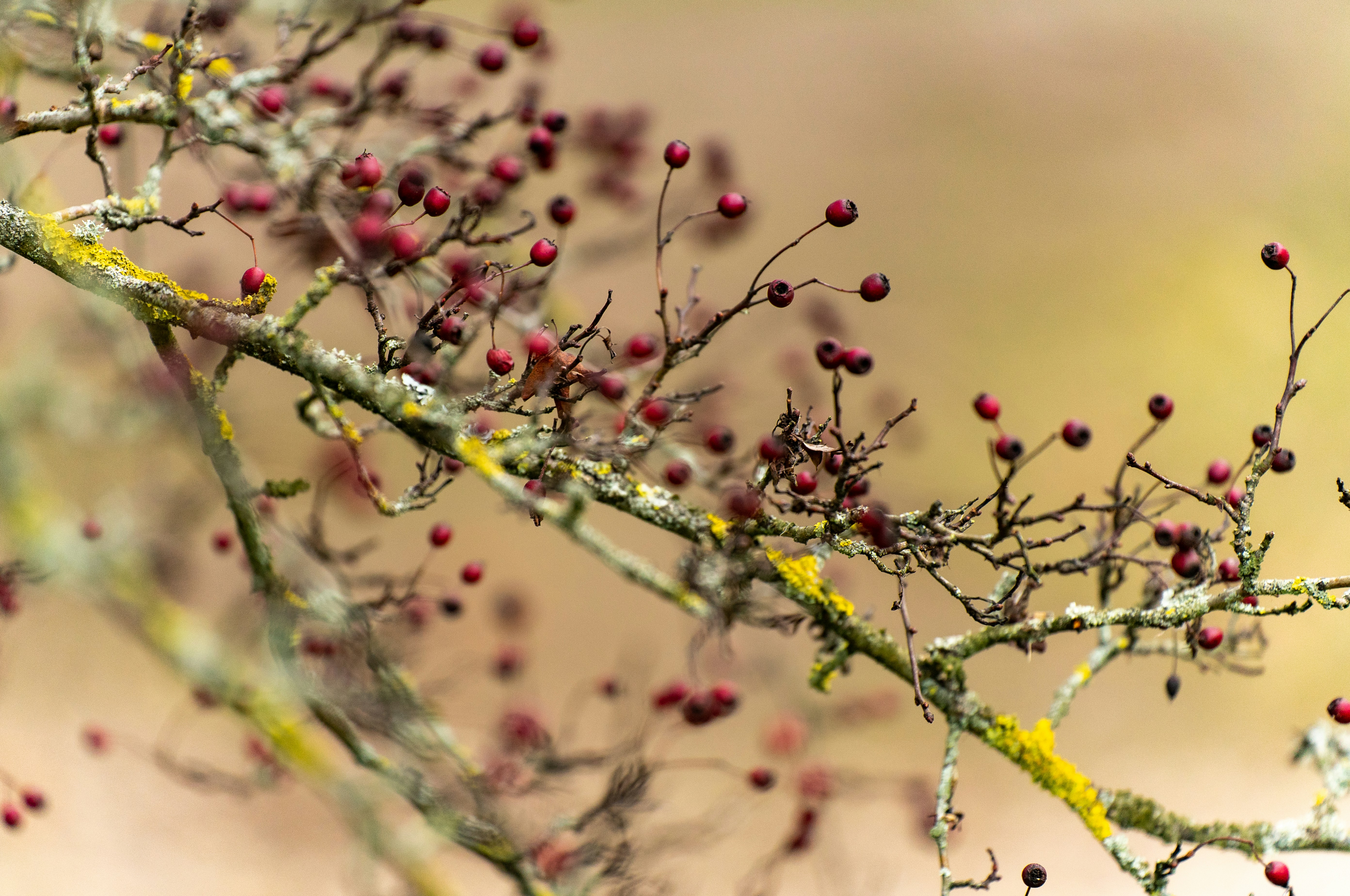 Photo by sergejs_horoshman