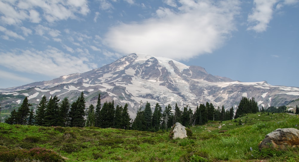 green trees and white snow covered mountain during daytime