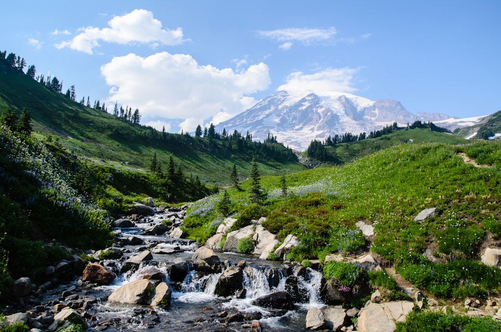 green trees and mountain under blue sky during daytime