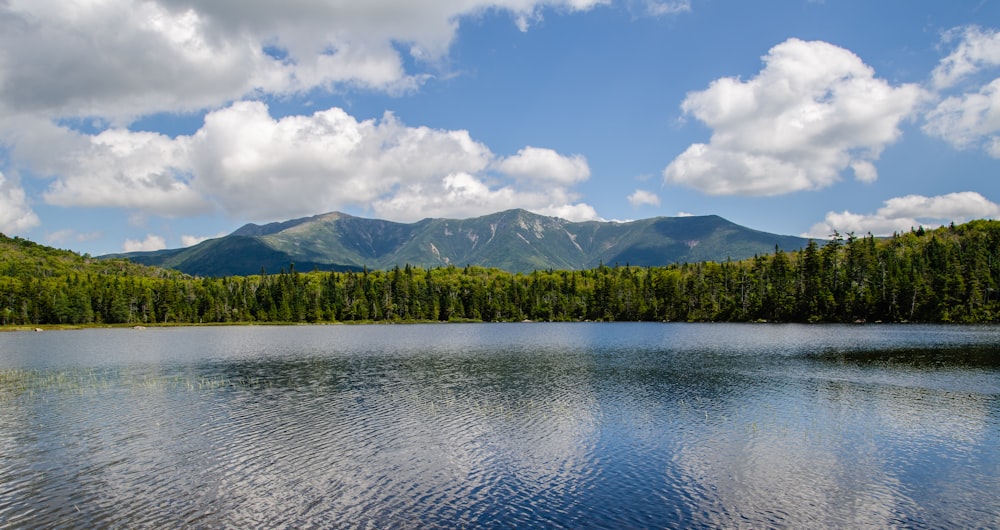 green trees near body of water under white clouds and blue sky during daytime