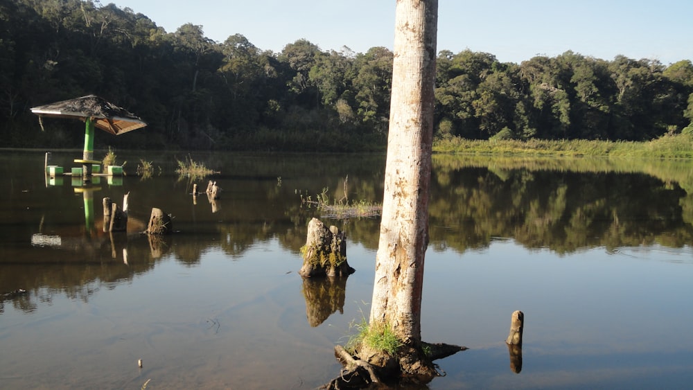 brown tree trunk on water