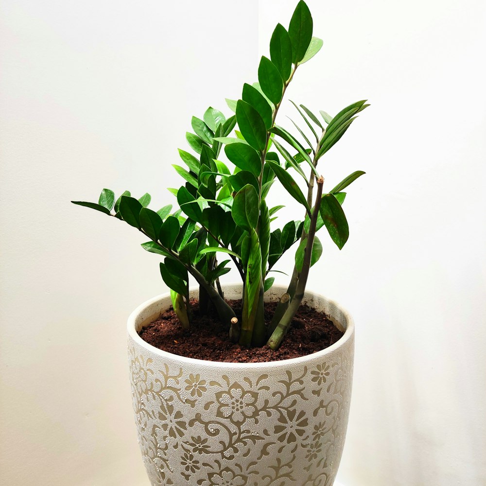 green plant on white and blue ceramic pot