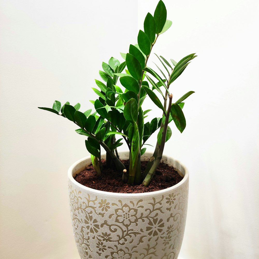 pianta verde su vaso di ceramica bianca e blu