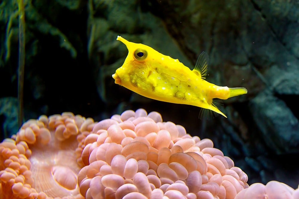 Poissons jaunes sur récif corallien