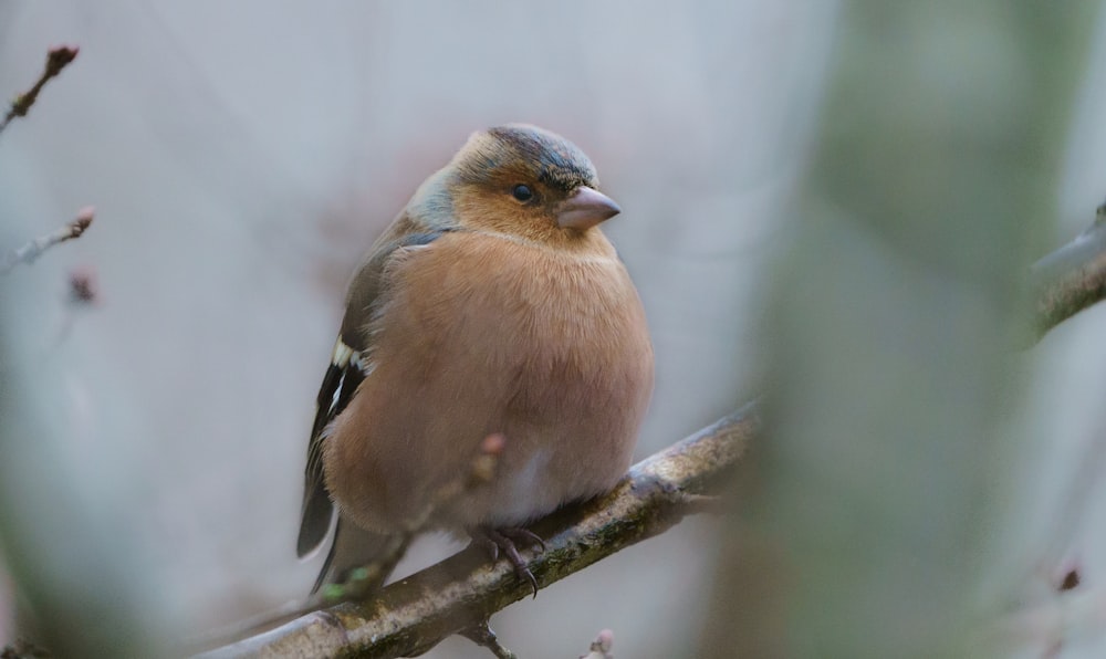 brown and black bird on tree branch