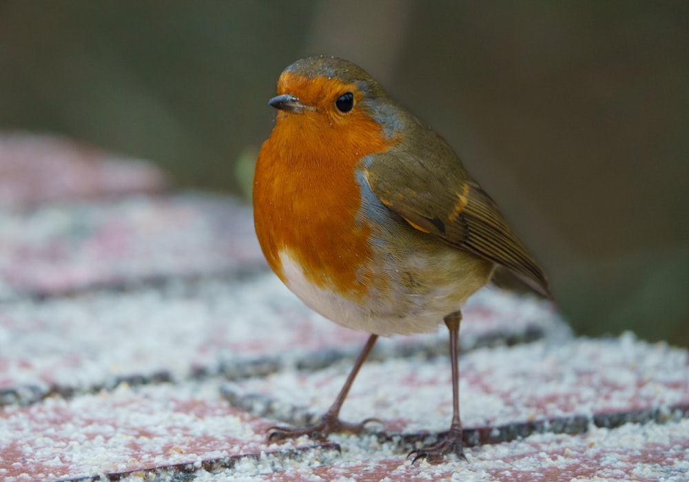 brown and orange bird on gray concrete floor