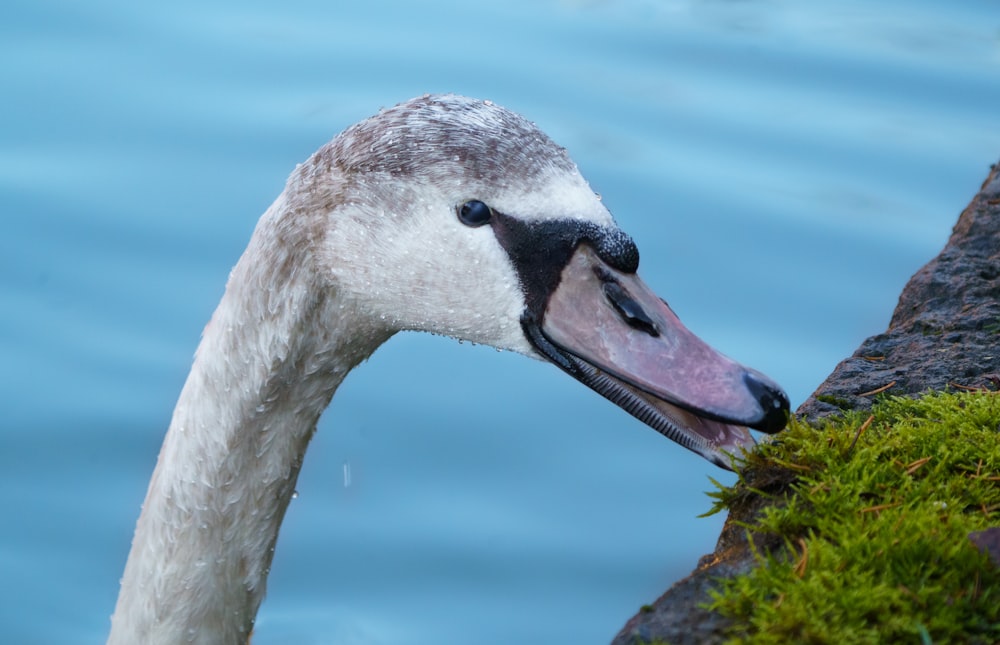 white swan on water during daytime