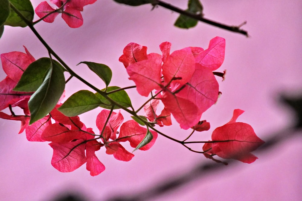 red leaves in tilt shift lens