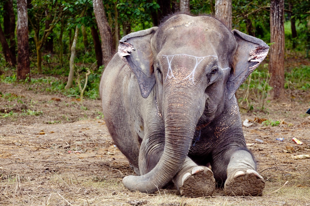 grey elephant walking on brown field during daytime