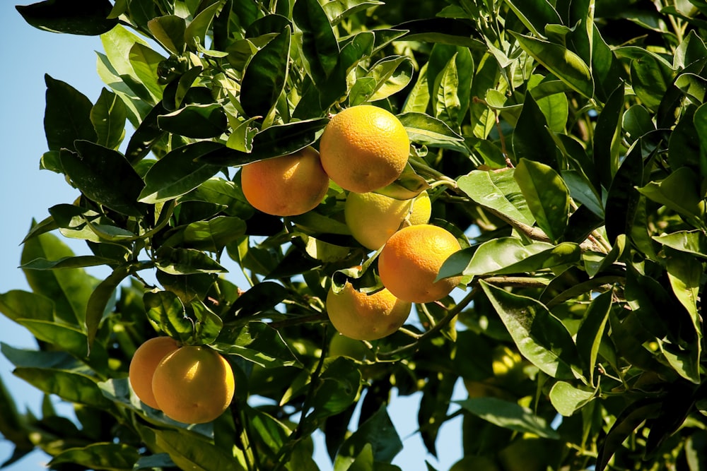 Orangenfrüchte auf grünen Blättern