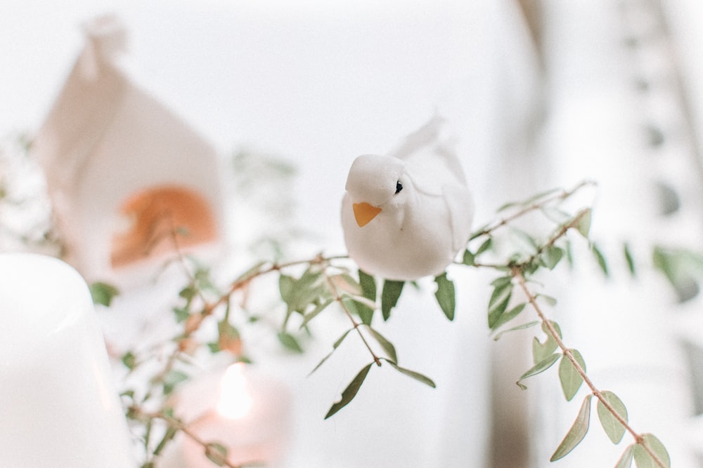 white bird on green plant