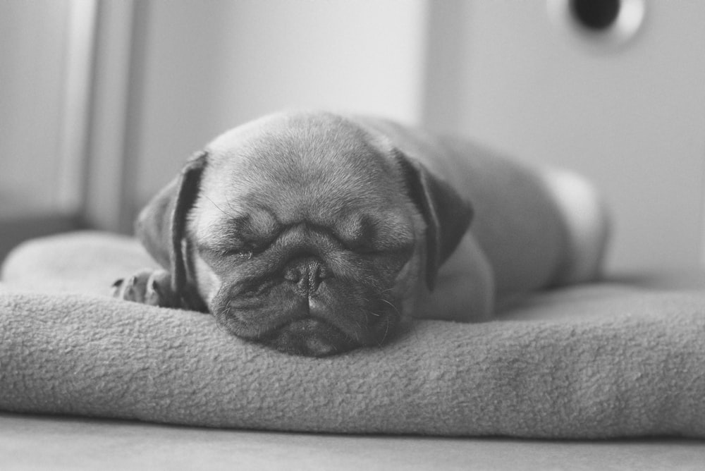 grayscale photo of pug on pet bed