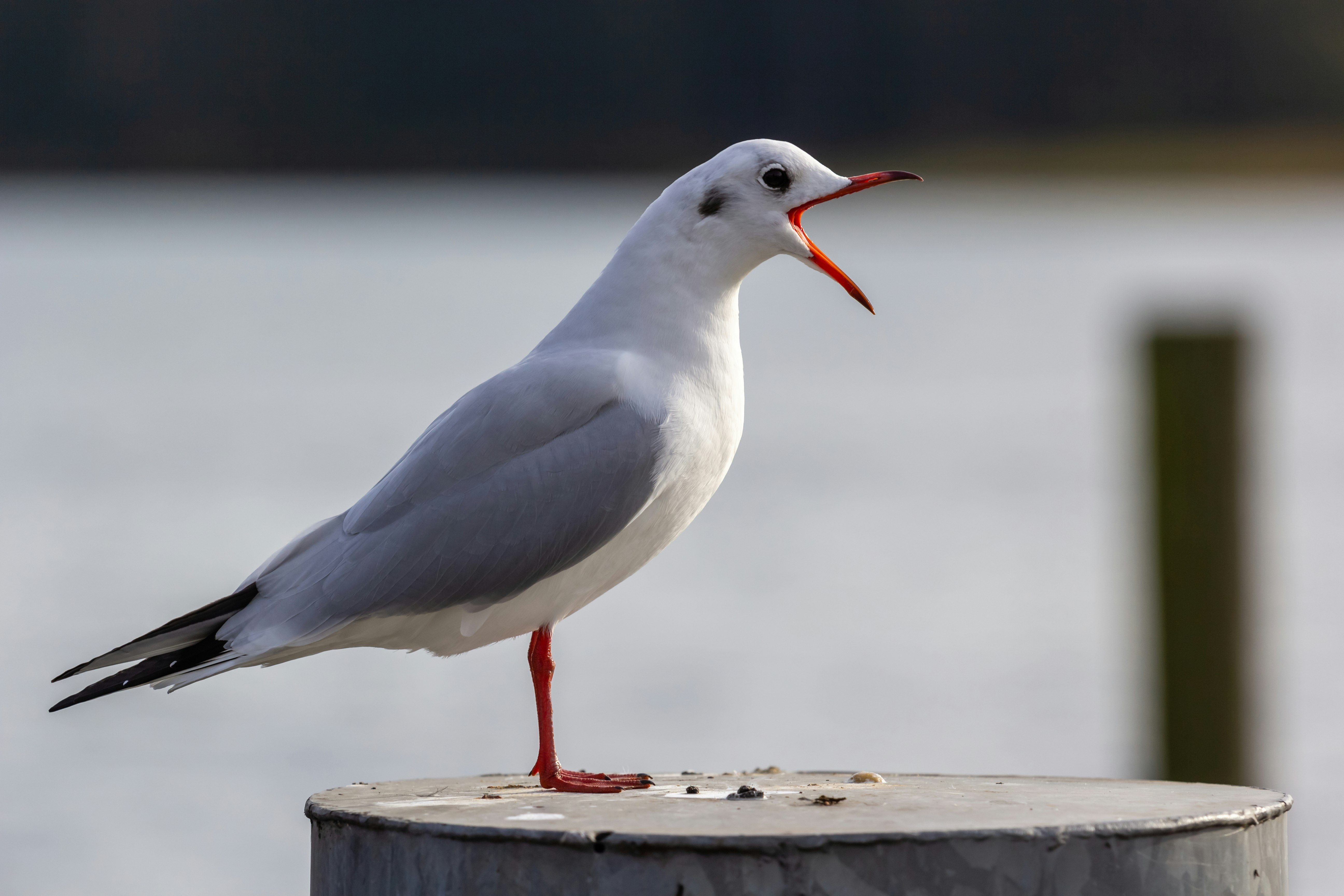 white and gray bird on brown wooden plank