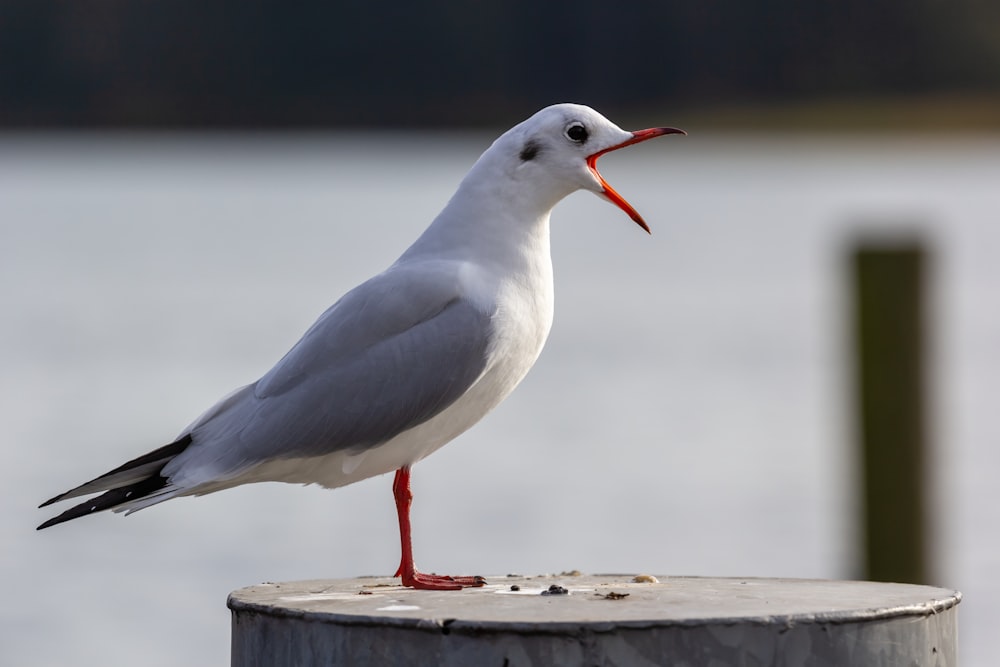 white and gray bird on brown wooden plank