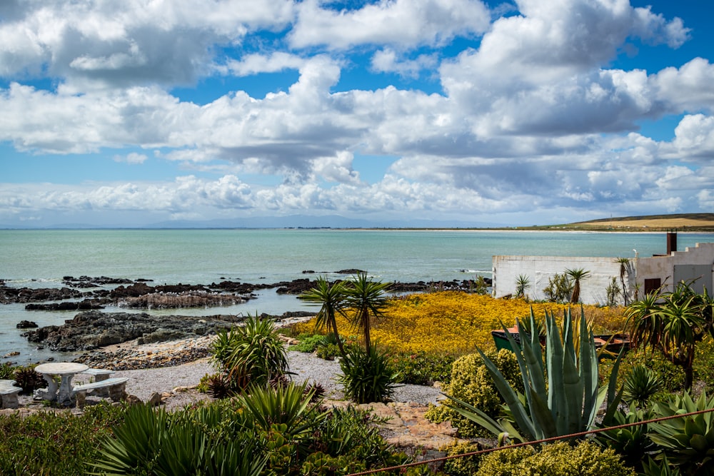 green grass near body of water under white clouds and blue sky during daytime