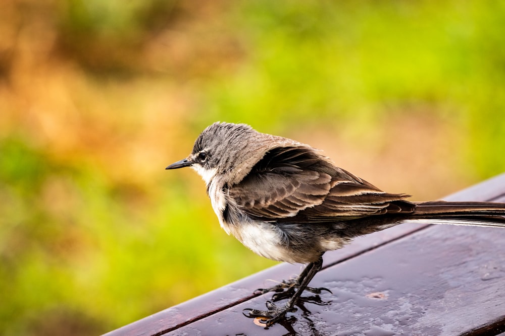 brown and white bird on brown wooden table during daytime