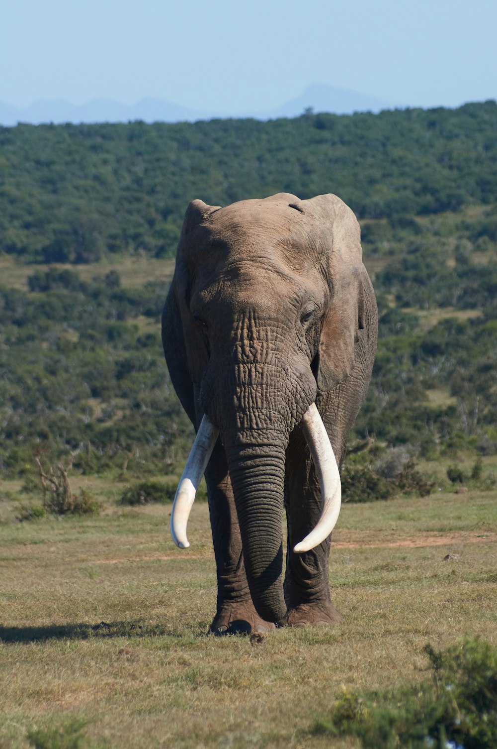 grey elephant on green grass field during daytime