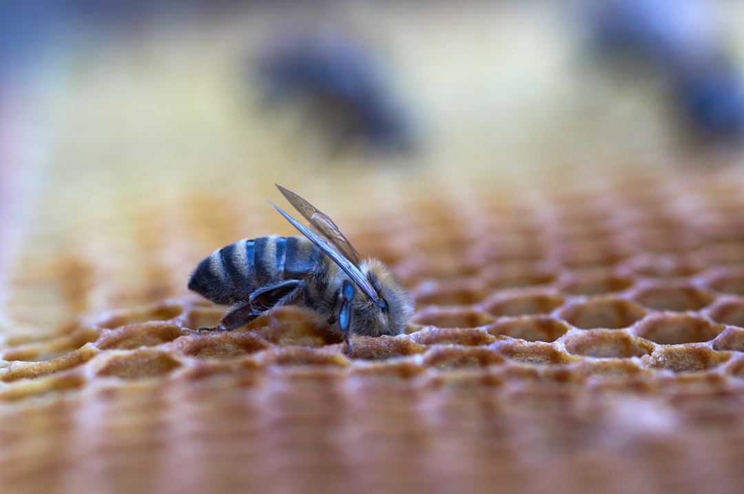 black and yellow bee on brown textile