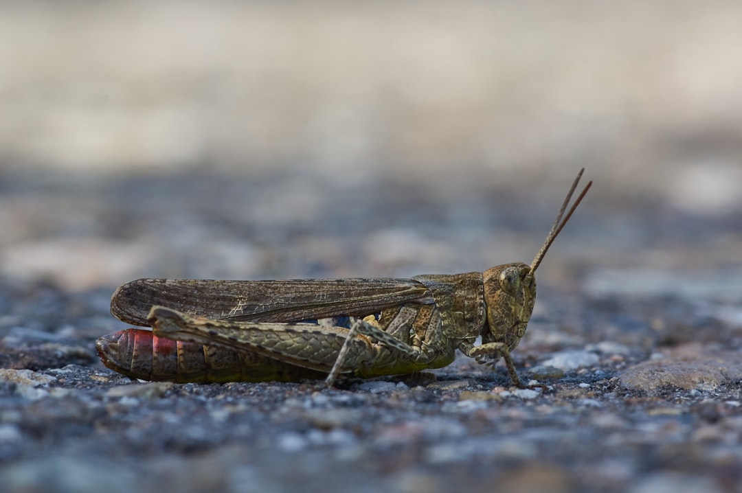 brown grasshopper on gray concrete floor during daytime