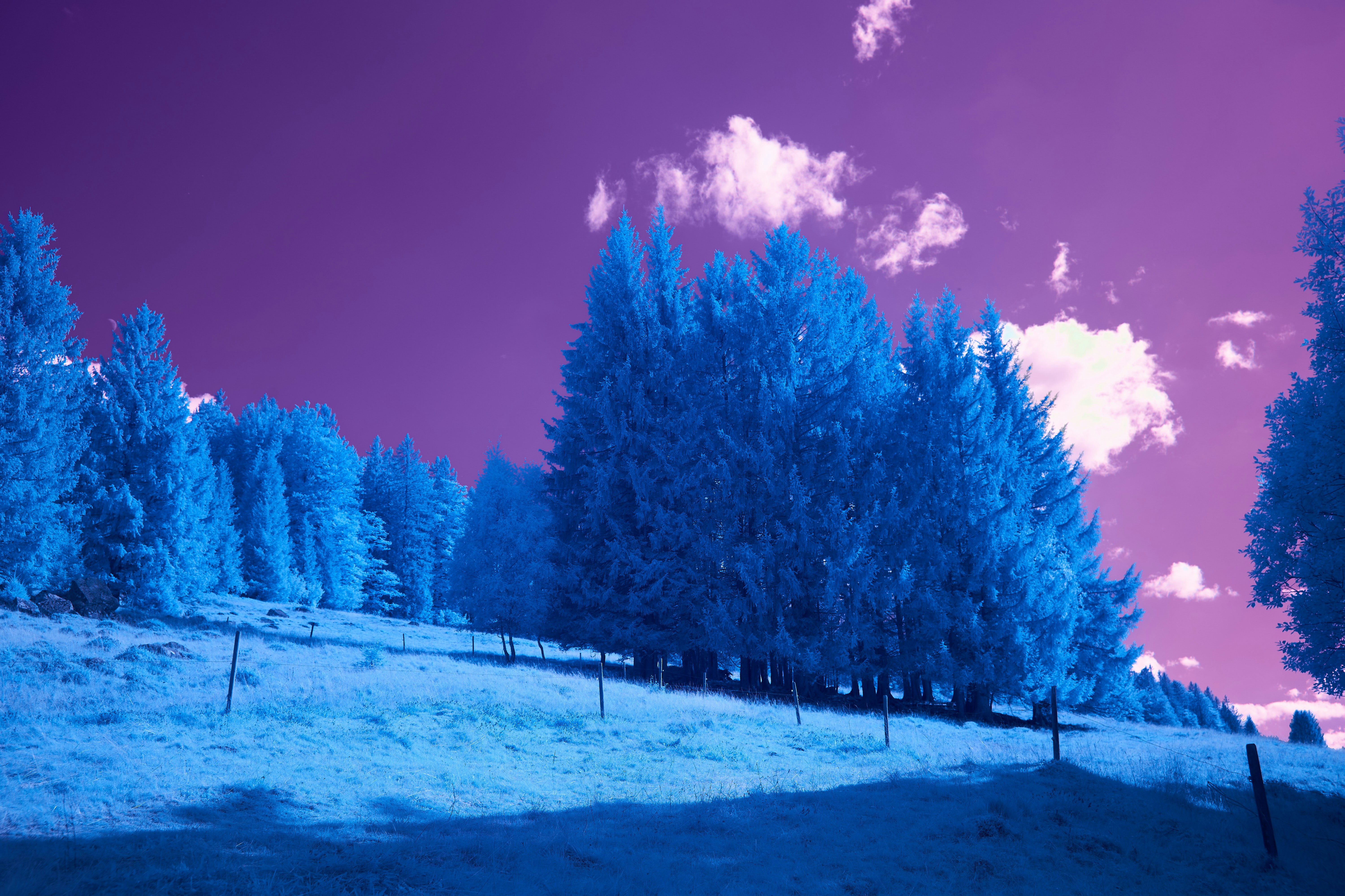 Photo by wolfgang_hasselmann