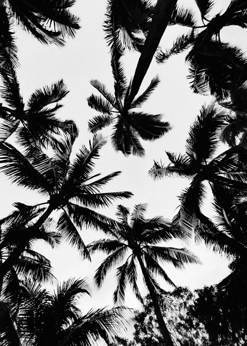 grayscale photo of palm tree