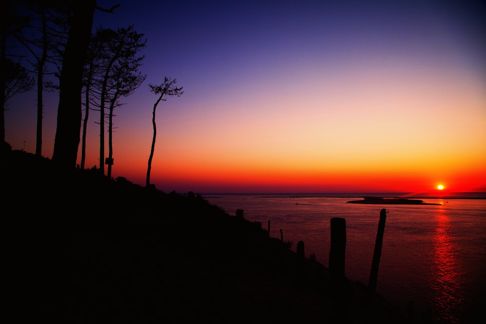 silhouette of trees near body of water during sunset