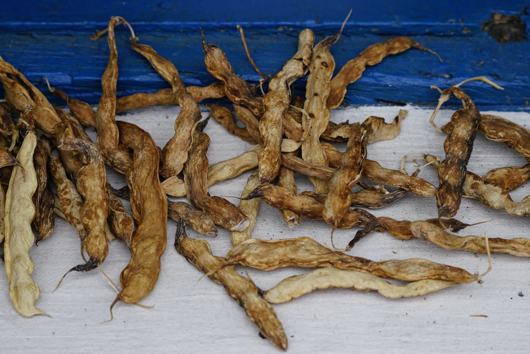 Dried tan bean pods spread out on a white windowsill under a blue frame