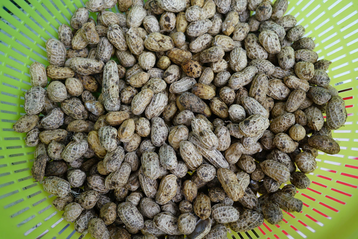 Groundnut Moongfali Farming India Complete Guide