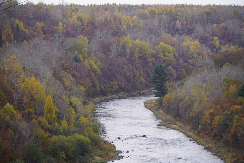 green and brown trees beside river during daytime