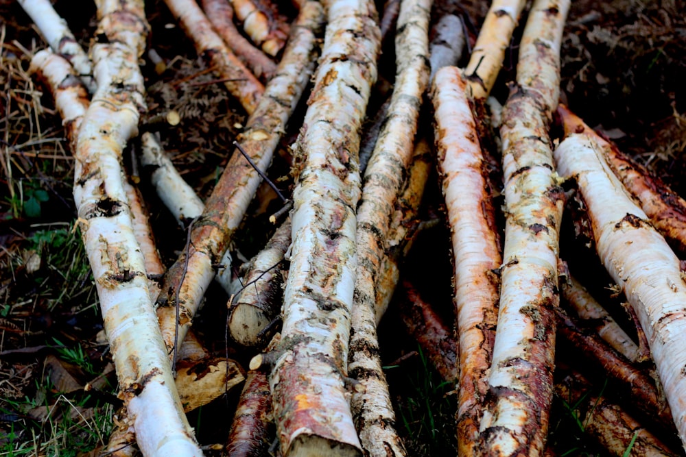 brown tree logs on green grass