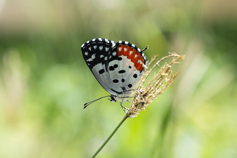 black white and orange butterfly perched on brown stick in close up photography during daytime