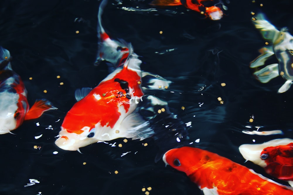 orange and white koi fish