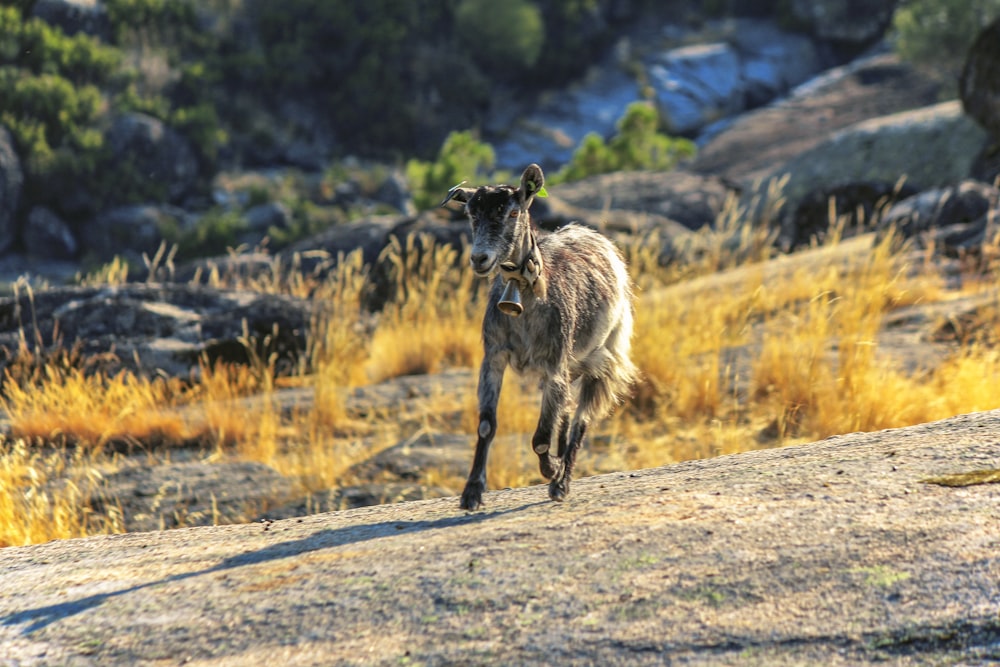 animal blanc et noir à 4 pattes sur un chemin de terre gris pendant la journée