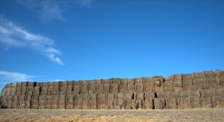 Stacked hay bales with a vintage wooden fence and grazing cattle in the background on a bright day.