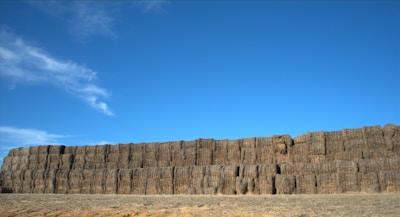 Stacked hay bales with a vintage wooden fence and grazing cattle in the background on a bright day.