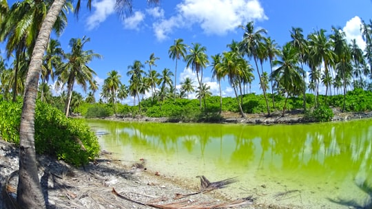 green coconut palm trees beside river during daytime in Hithadhoo Maldives