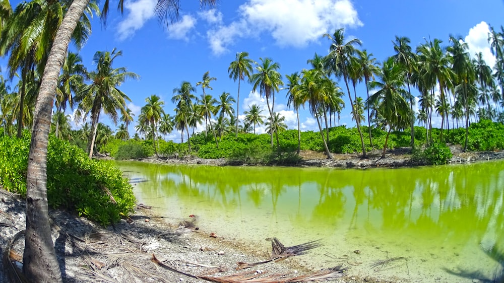 Cocoteros verdes junto al río durante el día