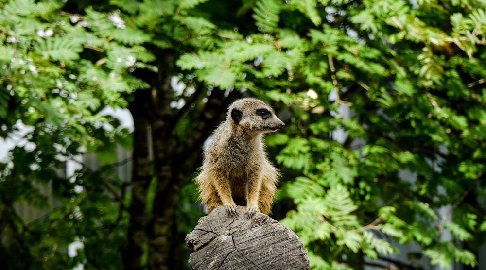 brown and white animal on brown wood log during daytime