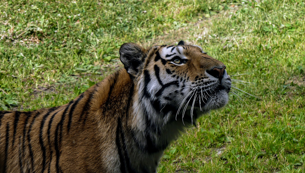 brown and black tiger on green grass during daytime