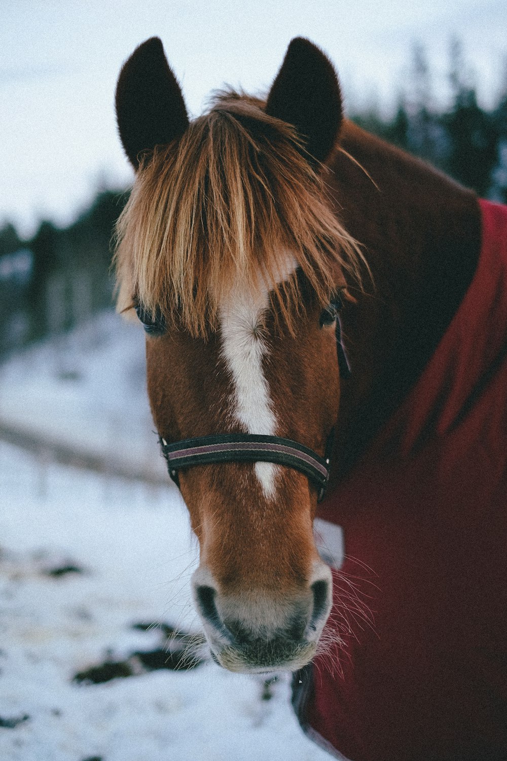 brown horse on snow covered ground during daytime