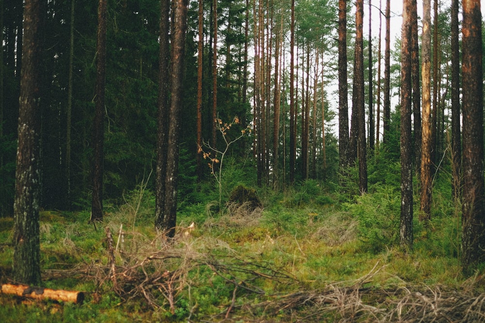 green grass and trees during daytime