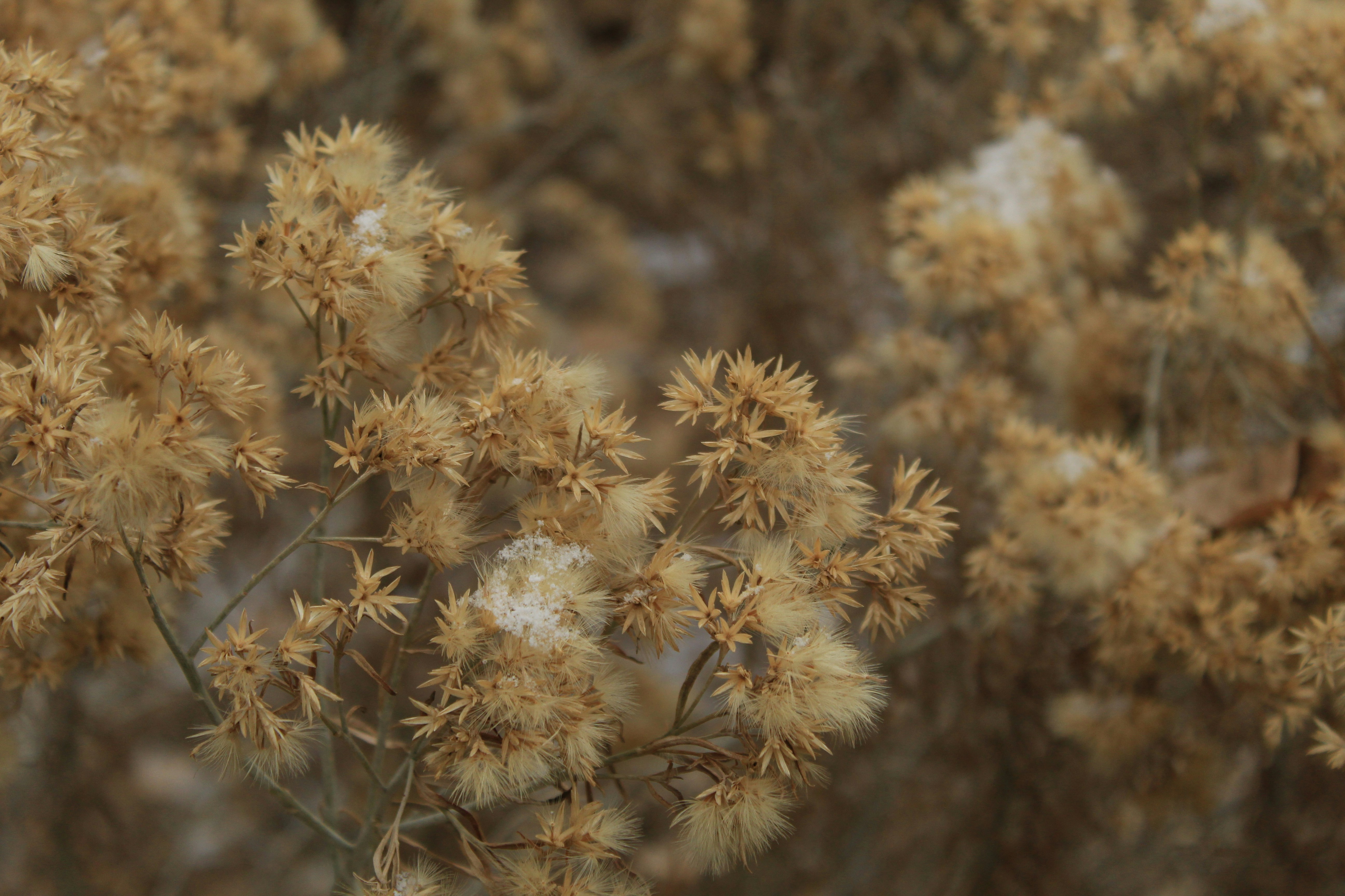 Photo by djburkephotography