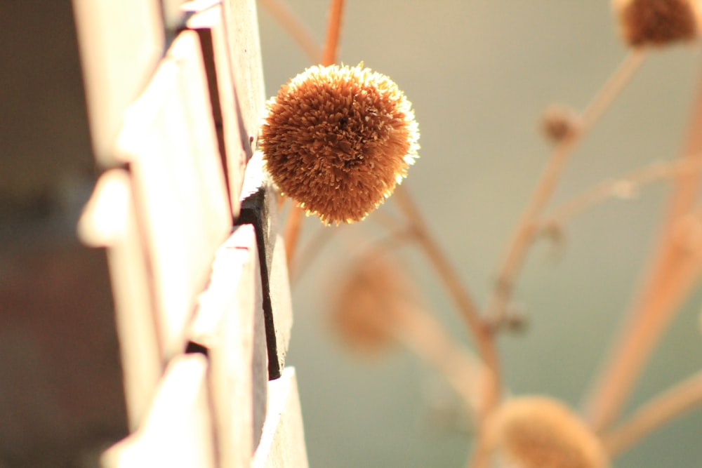 brown flower in tilt shift lens