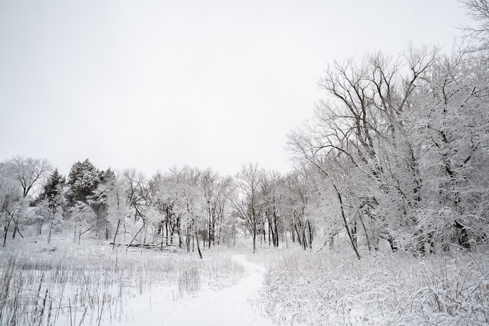 árvores cobertas de neve e campo durante o dia