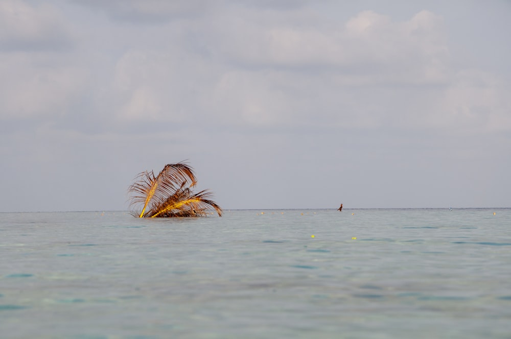 brown coconut shell on sea during daytime