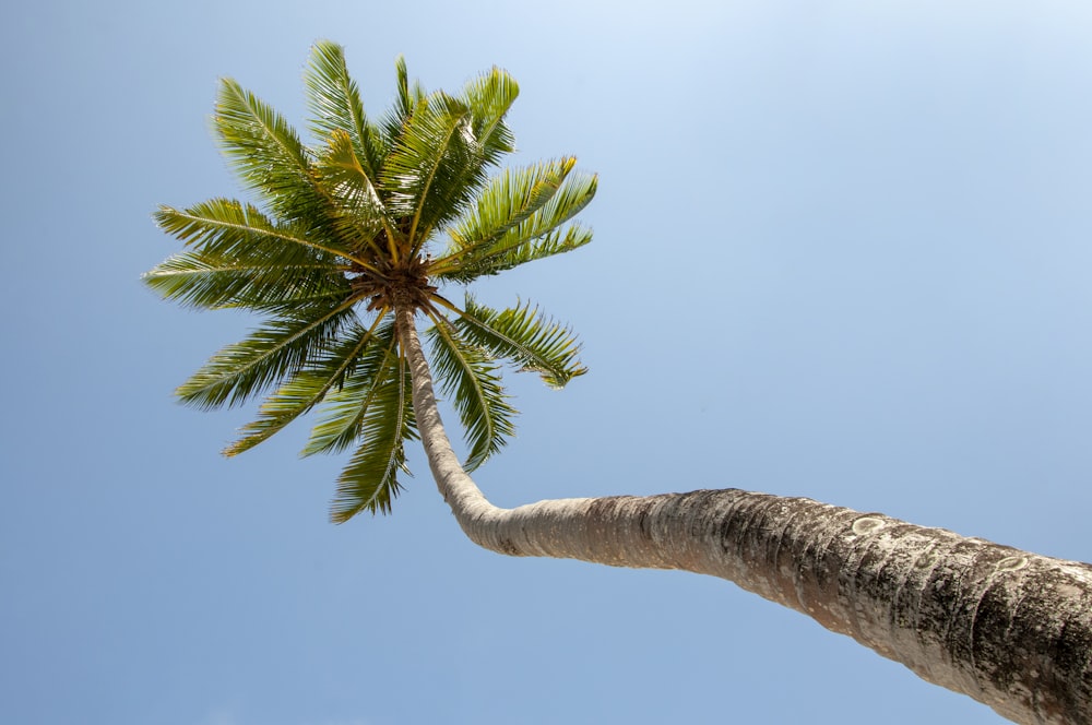 green palm tree under blue sky during daytime