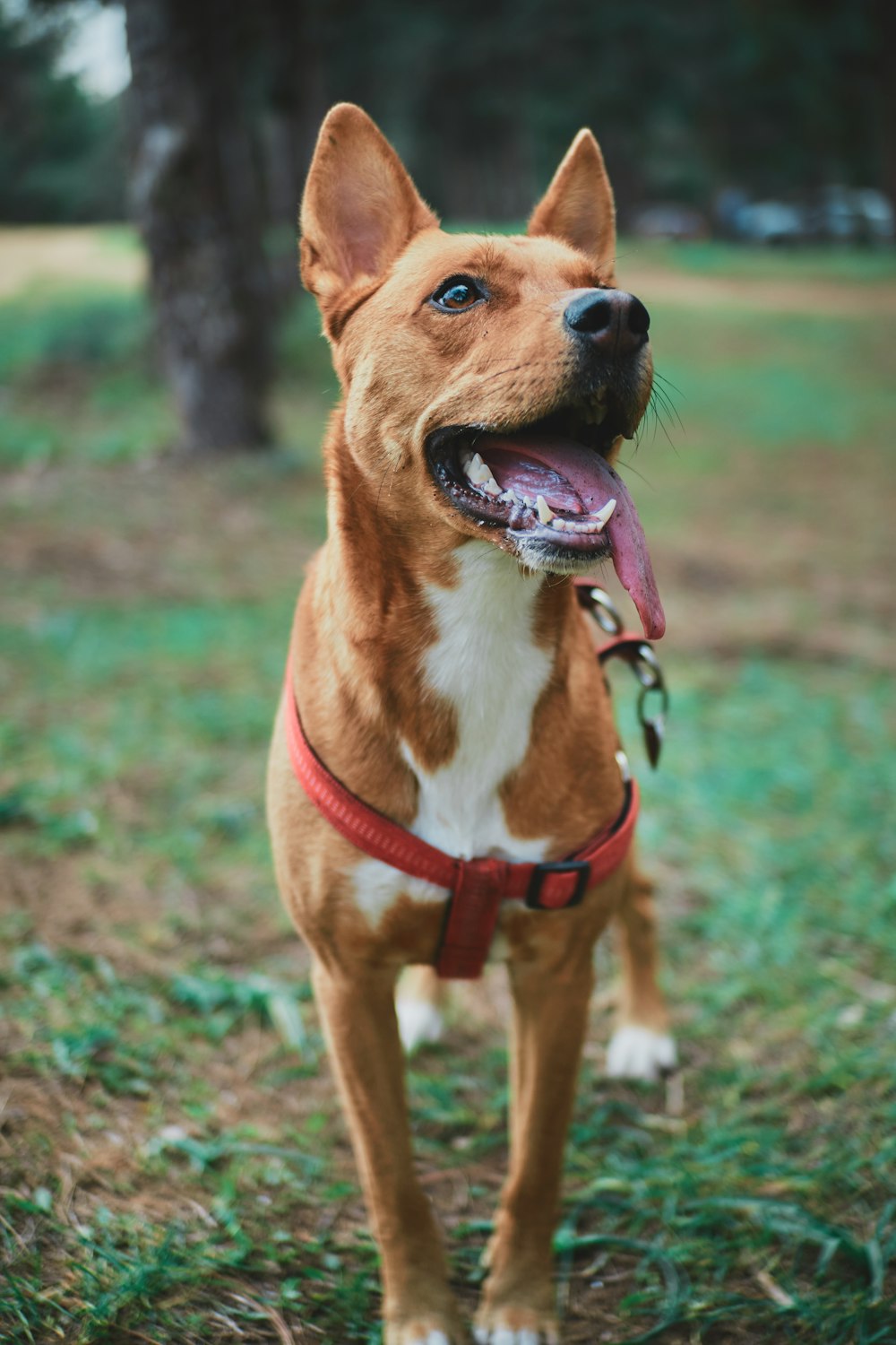 brown and white short coated dog with red leash