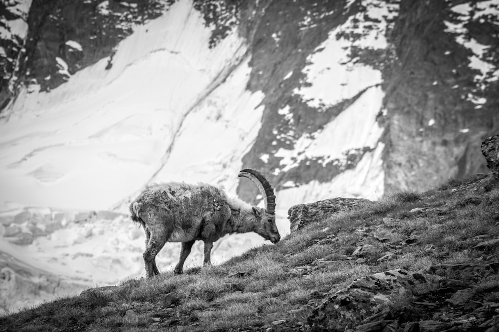 grayscale photo of animal on rock mountain